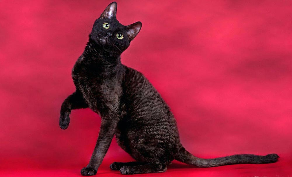 котенок черный кот рекс