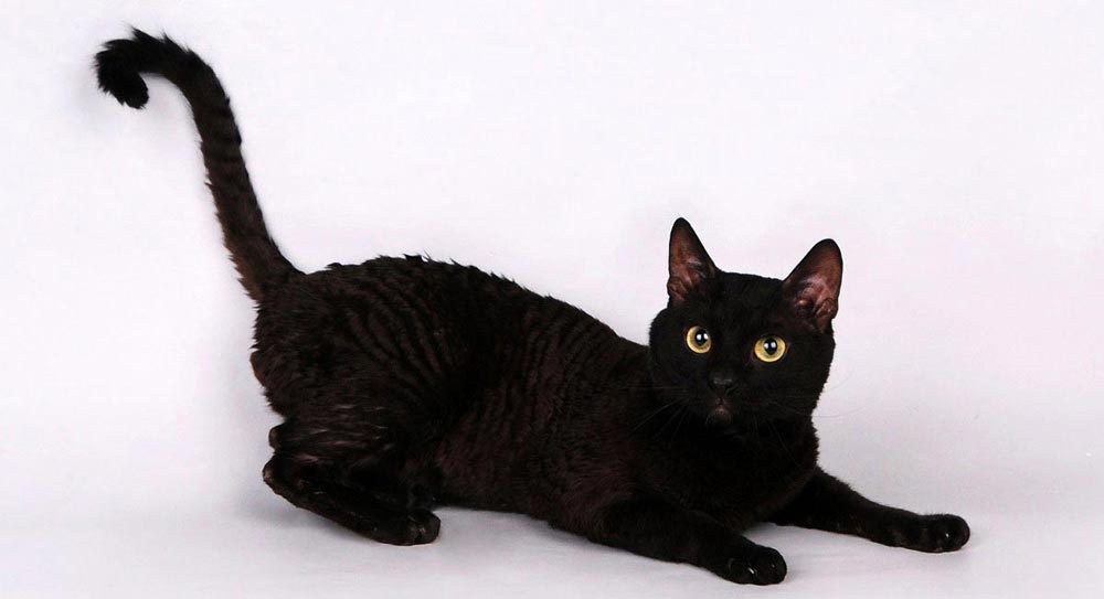 чёрный кот рекс