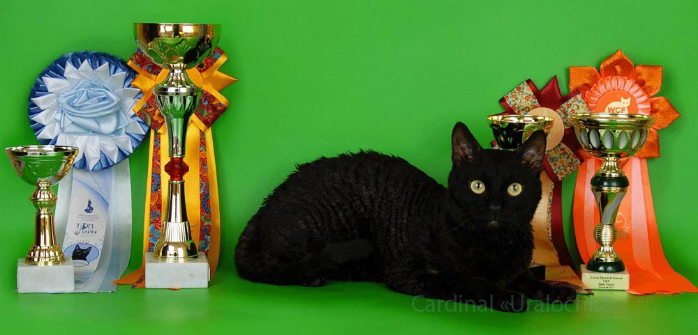 черный котенок для квартиры