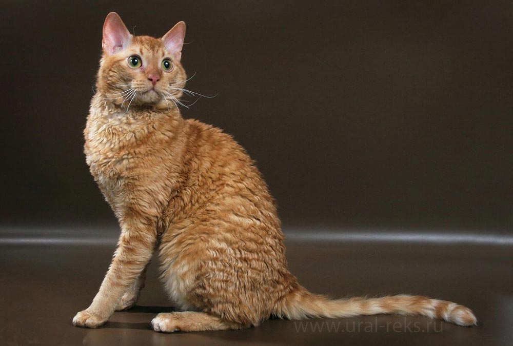 русский кот порода ласковая