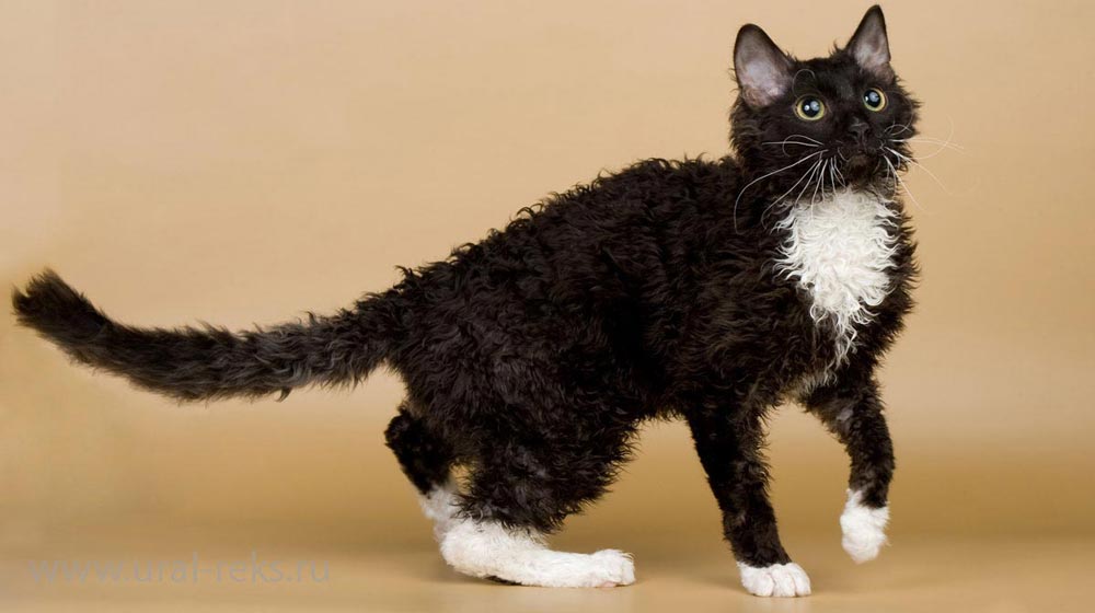 черно-белый кучерявый кот