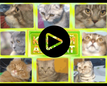 видео кошки уральский рекс