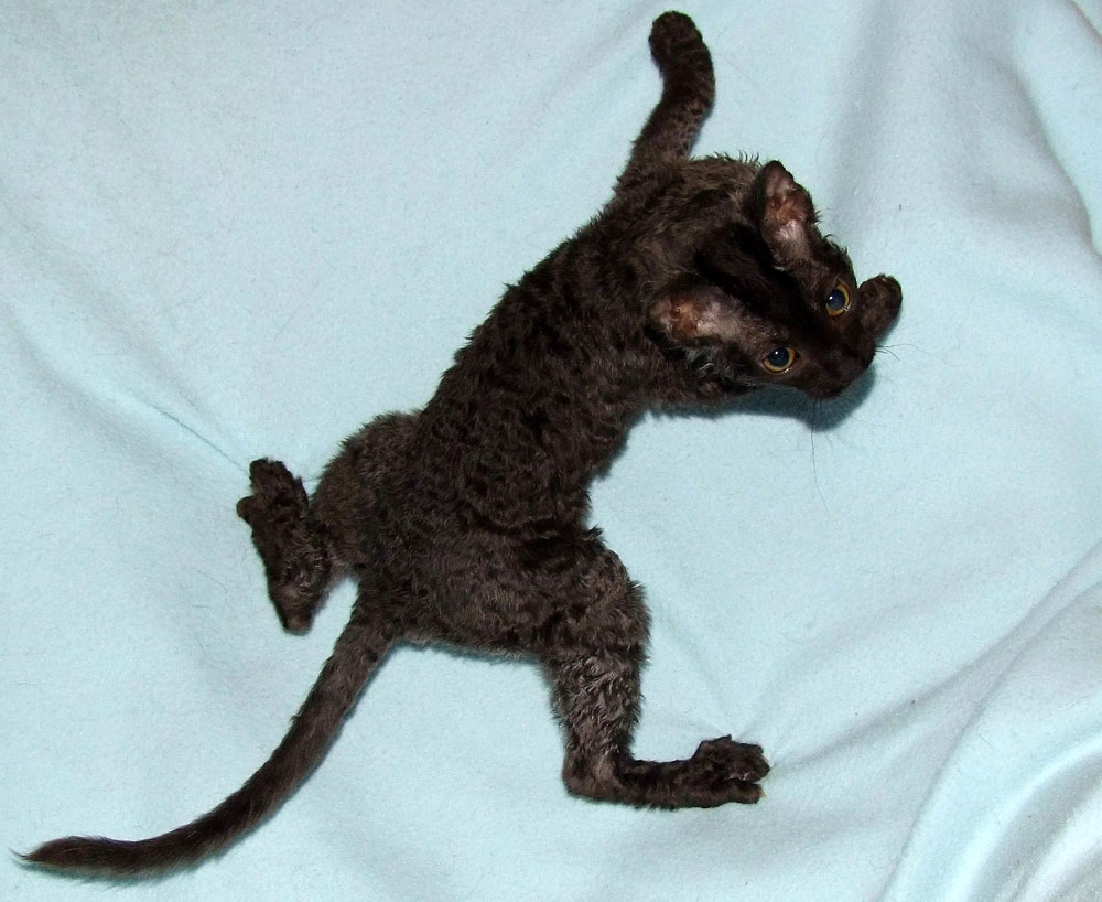 черный котенок кудрявый