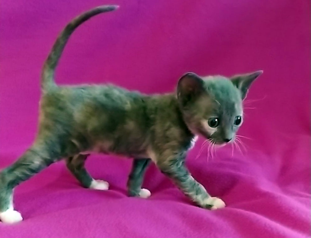 голубокремовая кошка уральский рекс