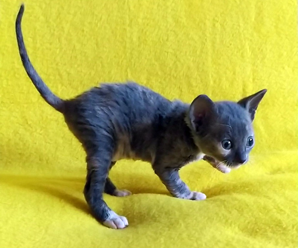 голубокремовая кошка рекс