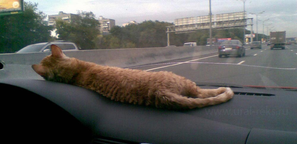 кудрявые кошки в машине
