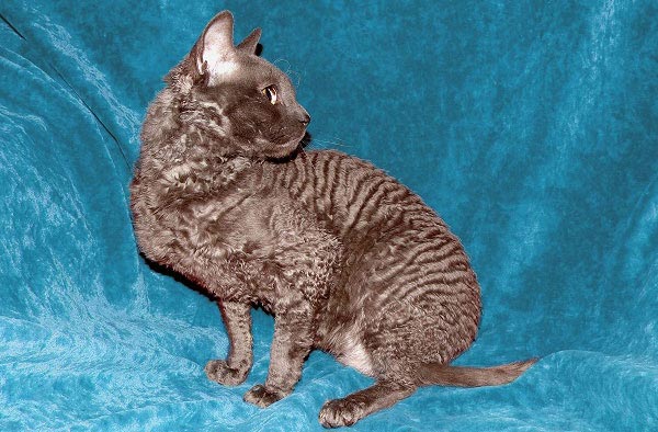 русская порода кошек фото голубого кота