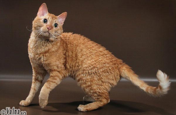 русская порода кошек фото красного кота
