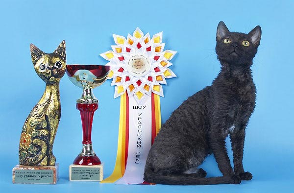 русская порода кошек фото черных
