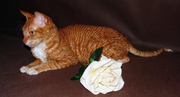 русская порода кошек фото красной