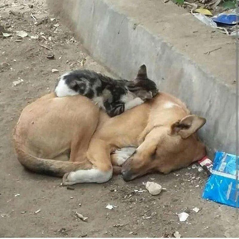милосердие к животным