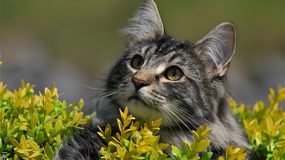 Доклад по теме Коротко о мочекаменной болезни у кошек