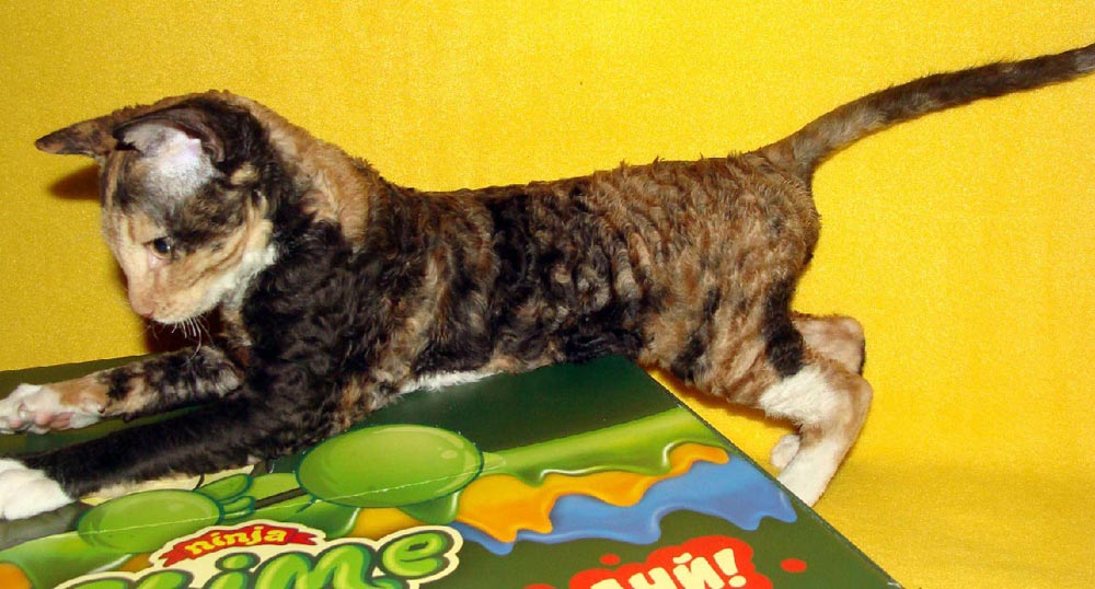 трехцветный котенок питомник москва