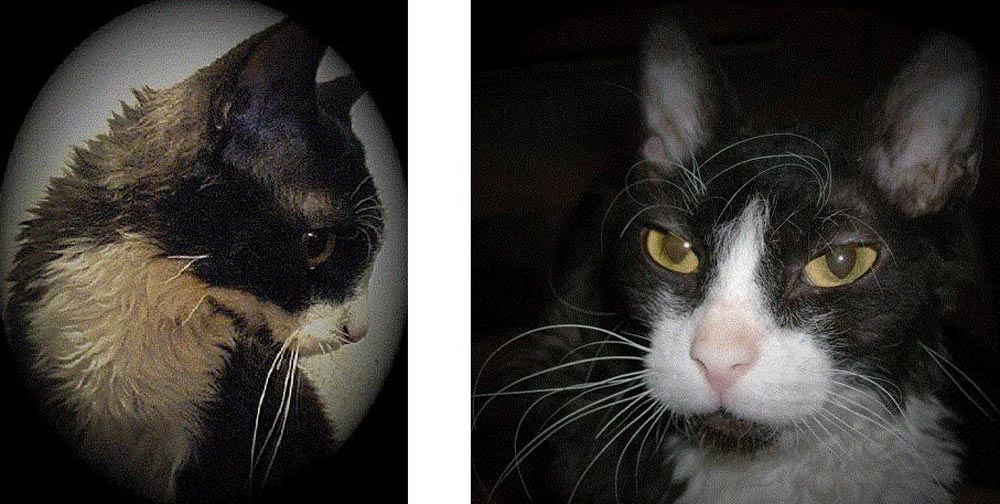 характер кошек фото черной с белым