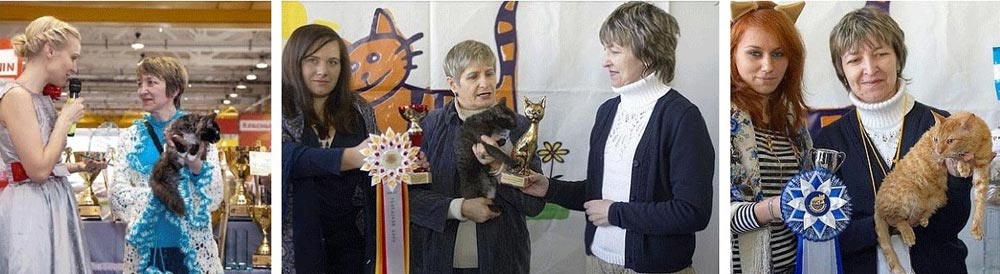 русская кошка аборигенная