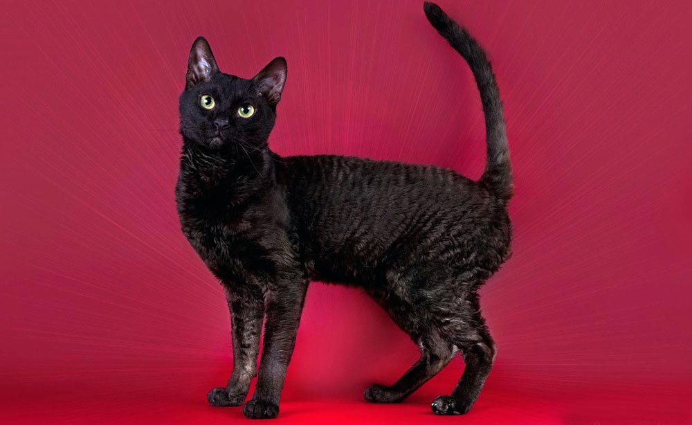 черный котенок фото