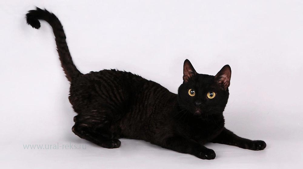 котенок черный кот - это уникальный рекс ласковый добряк