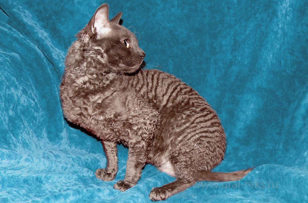 русская порода кошек в питомнике