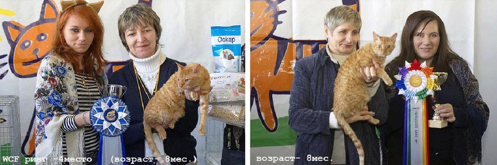 котята недорого питомник москва