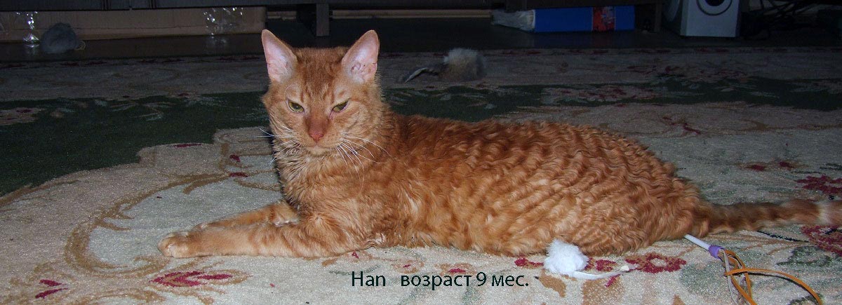 красный кот уральский рекс