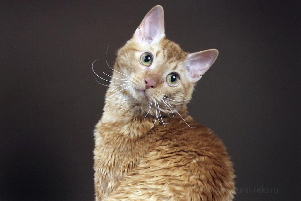 порода кошек характер фото питомника