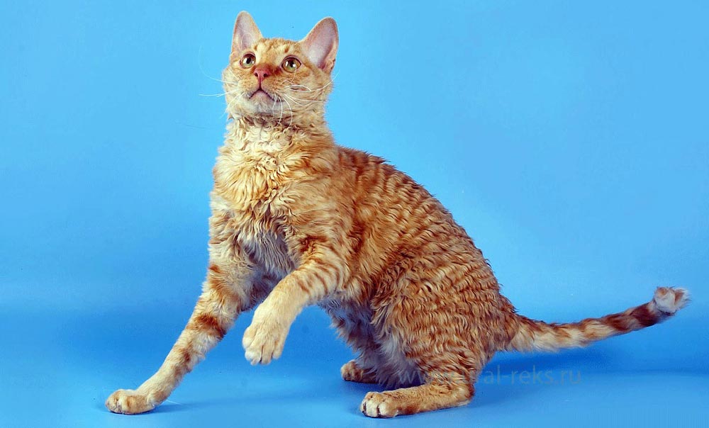 порода кошек характер фото урал рексик