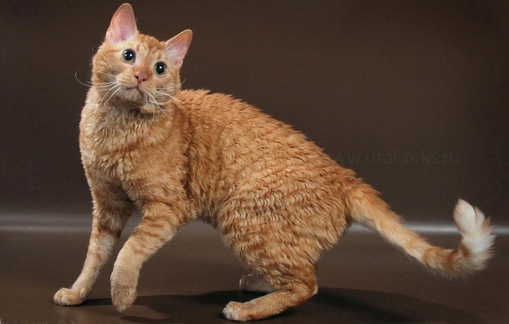 красная кошка уральский рекс