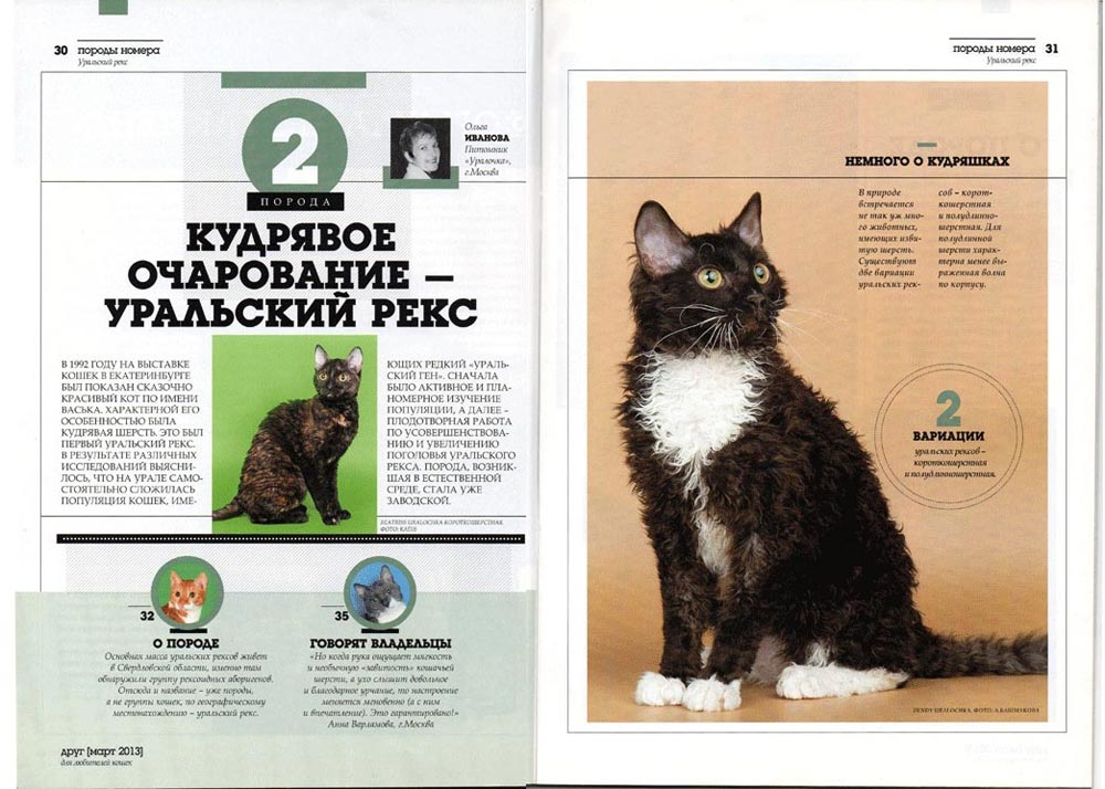 питомник кошек в москве на обложке журнала