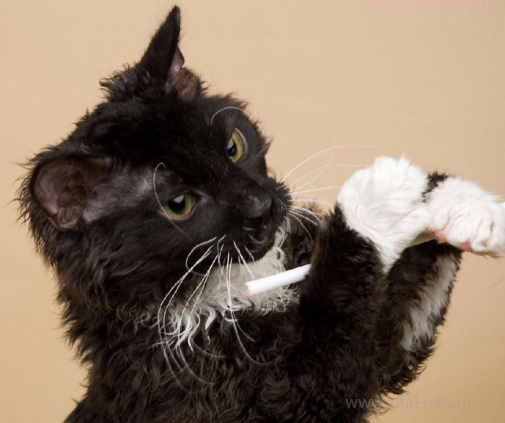 черно белый котенок фото
