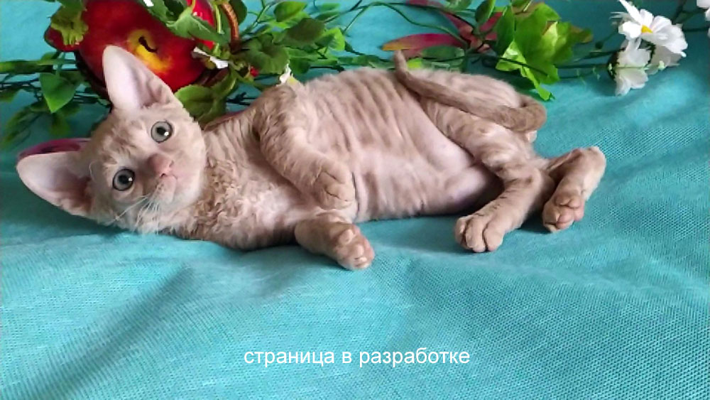 кремовая кошка уральский рекс