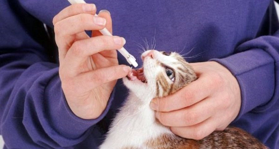 как дать лекарство кошке таблеткодавателем быстро