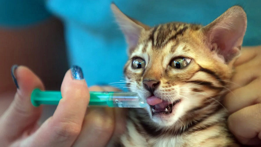 как дать лекарство кошке из шприца