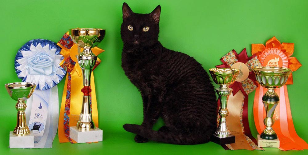 черные кошки для аллергиков