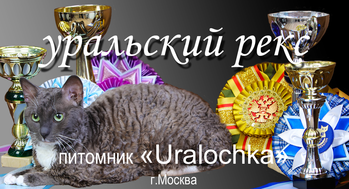 русская порода кошек