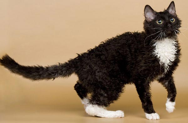 русская порода кошек фото кот черный с белым